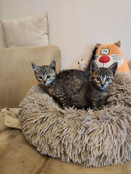 Маленькі кошенята шукають найкращі родини.