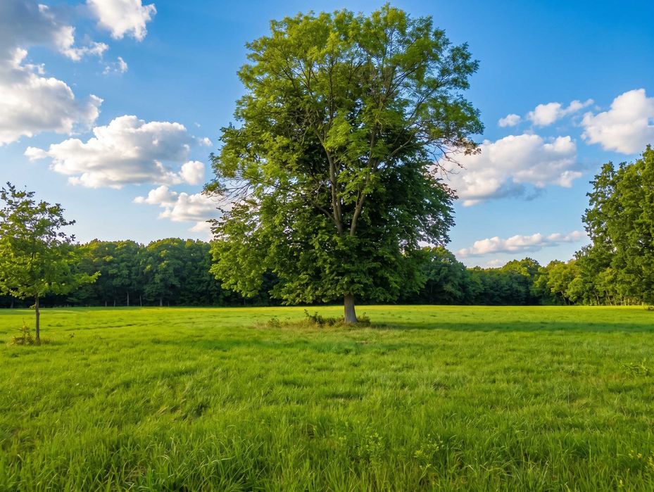 Działka Budowlana z Warunkami Zabudowy 1000 m² Ostrów / Kaznów. Bezterminowe Pozwolenie Oraz Projekt Budynku, Las! Doskonała Inwestycja - Widok 5