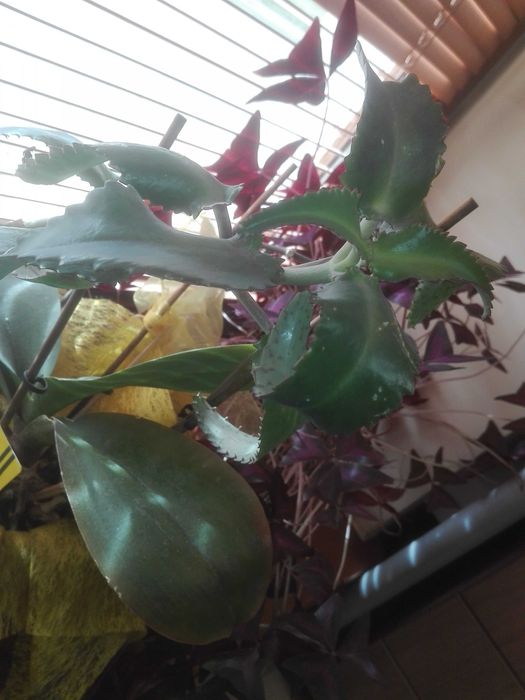 żyworódka kalanchoe 5 szt