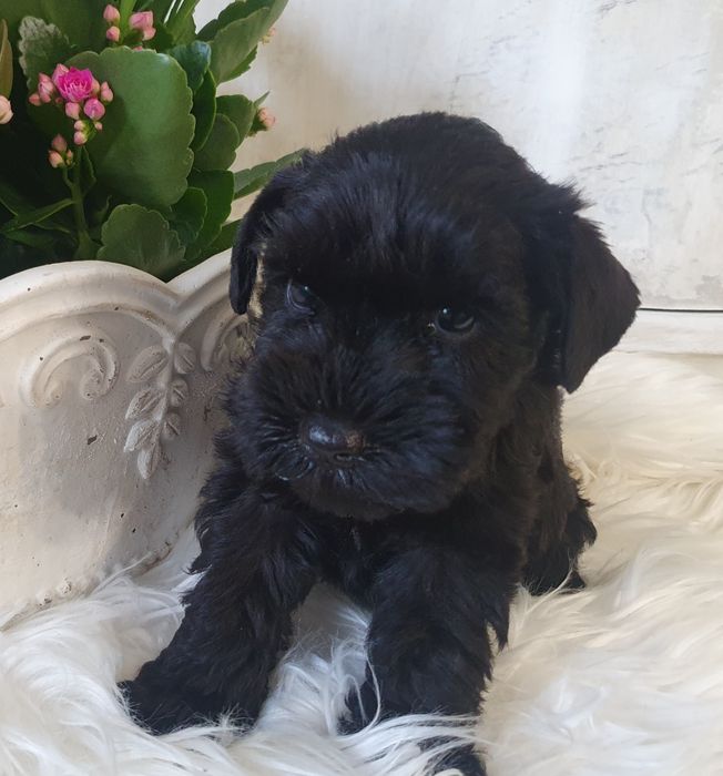 Piesek-czarny sznaucer miniaturowy