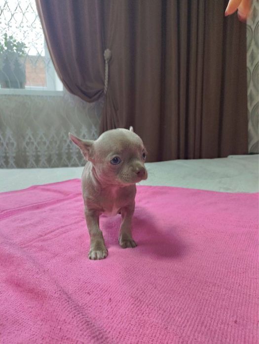 Цуценята чихуахуа, чистокровні