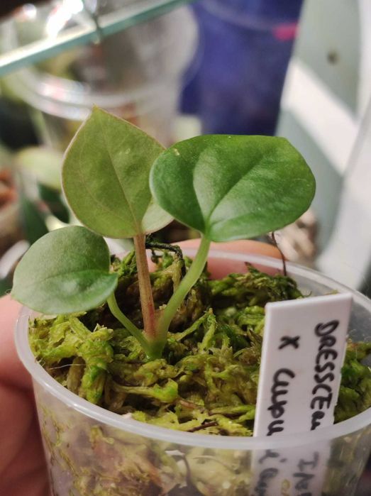 Anthurium Dressleri Indo x Luxurians