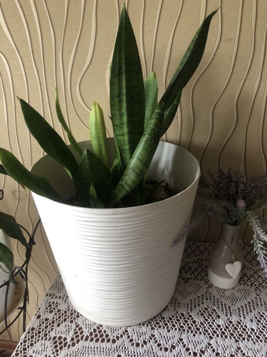 Кімнатна рослина.Тещін язик