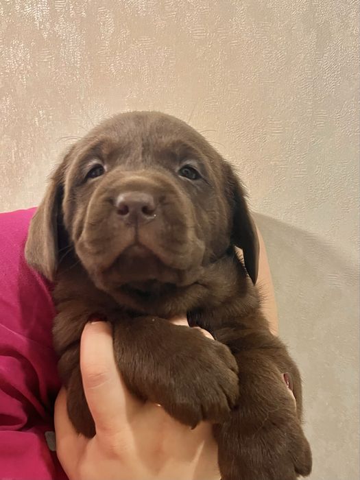 Щенок Лабродора . Шоколадка.