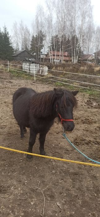 Klacze kucyki Szetlandy