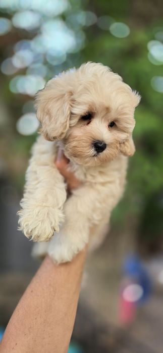 Maltipoo / chłopczyk