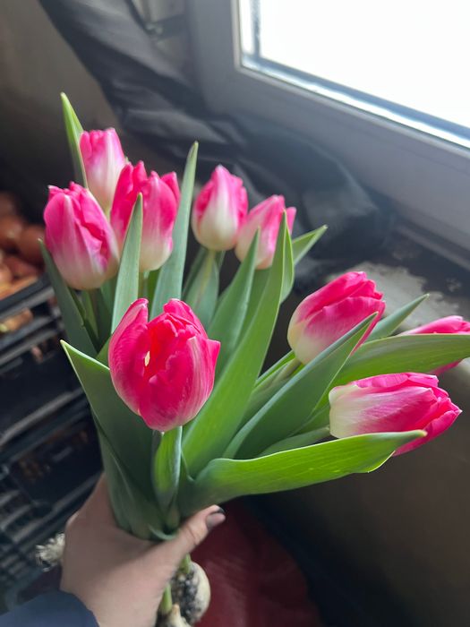 Продам тюльпан от производителя опт