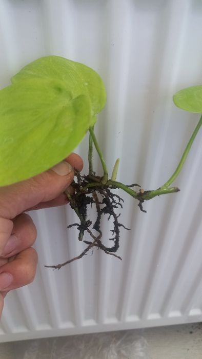 Філодендрон Мексіканум