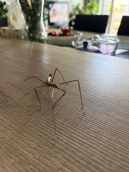 Oddam małe patyczaki