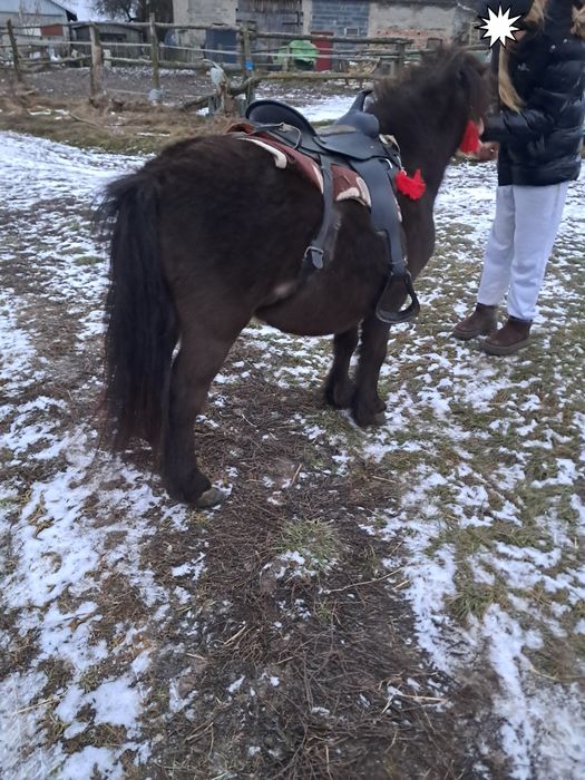 Sprzedam kucyka  wałaszka