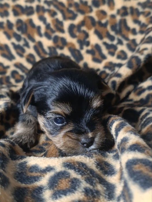 Йоркширський тер'єр