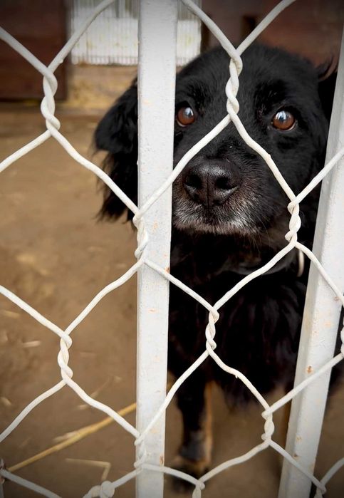 Dżeki - kudłacz uwielbiający długie spacery