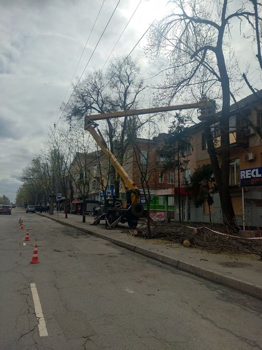 Спил дерев з автовишки | Санітарна обрізка, омолодження, кронування