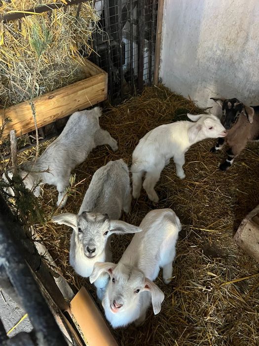 Англо-нубійські кози