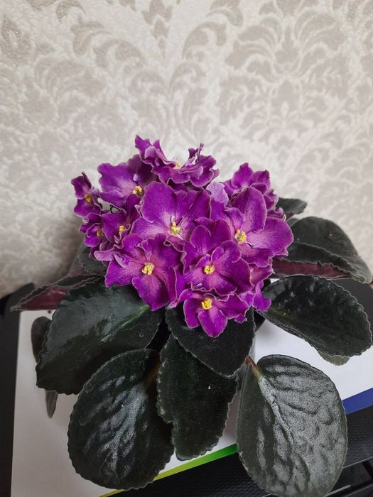 Продам гарні фіалки