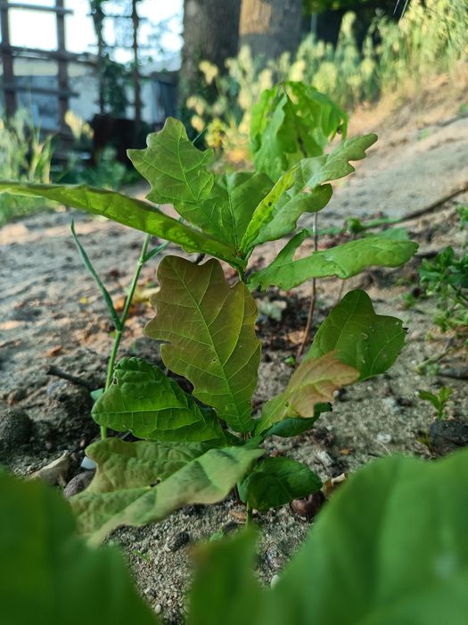 DĄB SZYPUŁKOWY - SILNE sadzonki,ok. 10 cm ,ZDROWE, kopane z Gruntu ( ODBIÓR OSOBISTY)