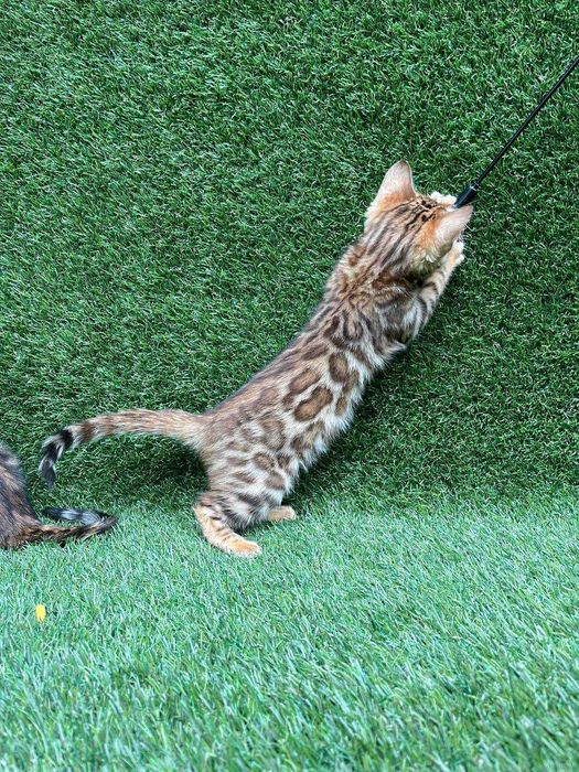 У велику окантовану розетку бенгальська дівчинка, справжнє золото!