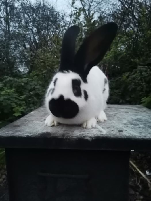 Кріль кролик строкач