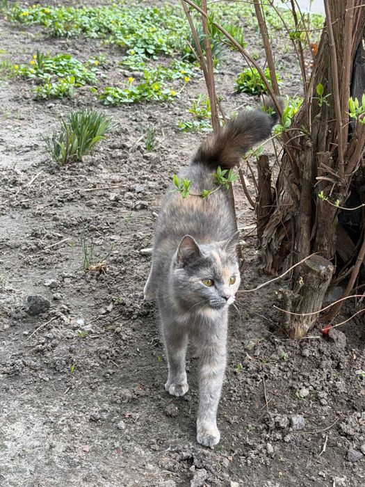 Кошеня безкоштовно дівчинка