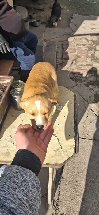 Oddam za darmo suczke