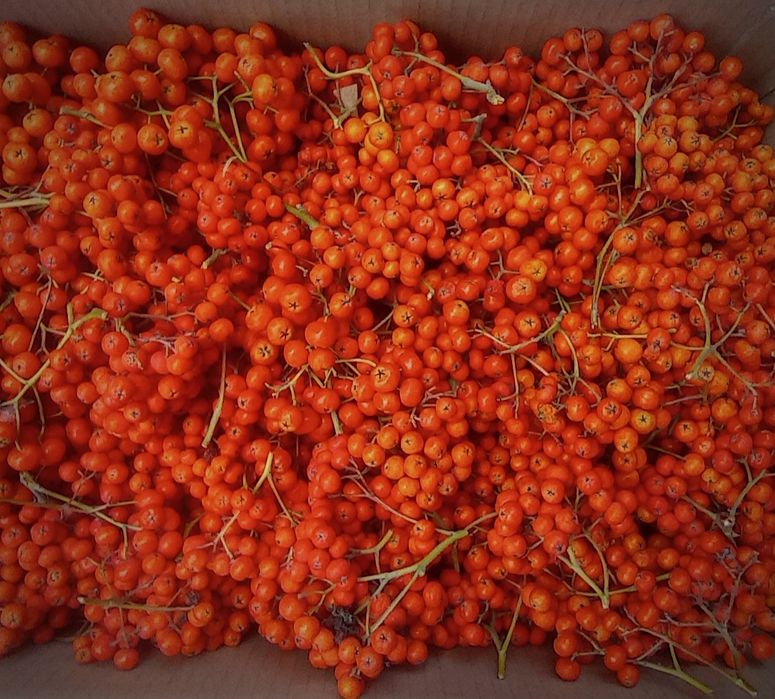 Глід, червона горобина, терен, шипшина, аронія, сушені і свіжі ягоди.