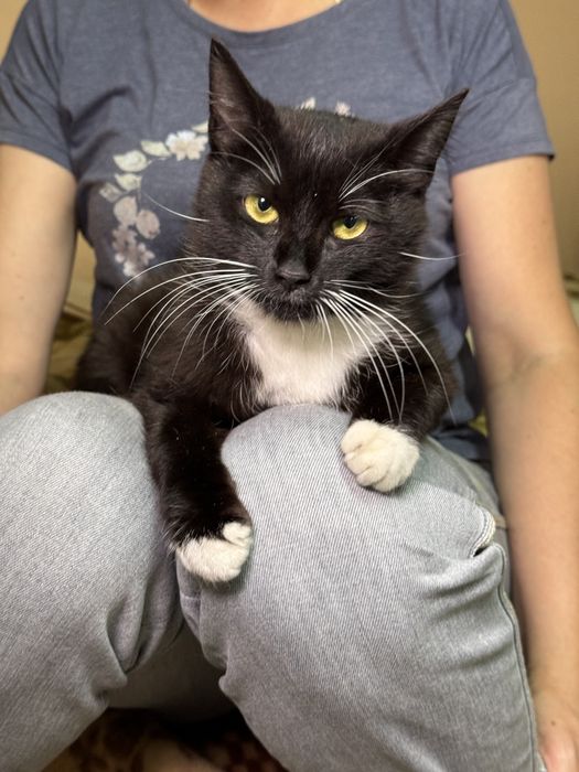 Подарю  молодую кошечку