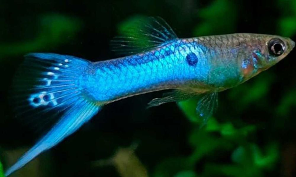 MISIEKZOO  żyworódki - Gupiki Engler japan blue