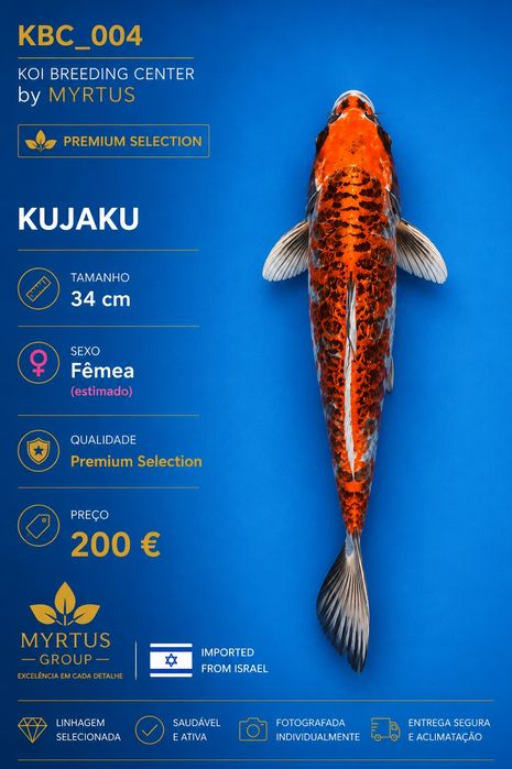 Carpas koi Israel disponíveis qualidade Premium