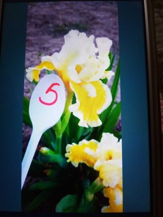 Молодило 8 сортов.Ирис карлик