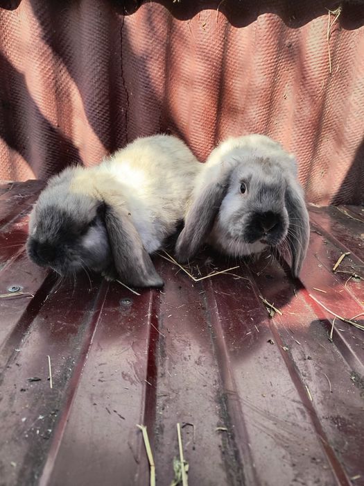 Кролики французький баран саландер, самці