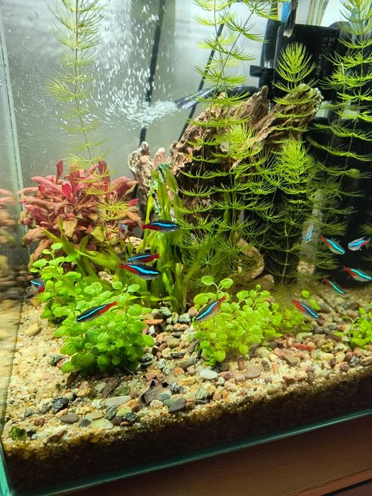 Akwarium Kostka Aquael 30l