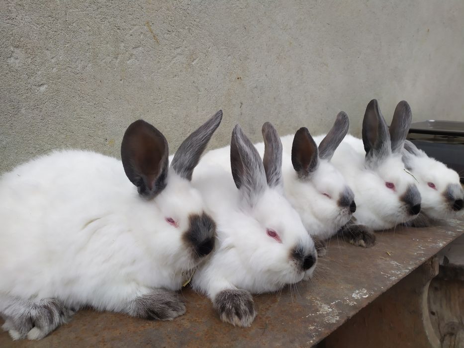 Продаю кролі каліфорнія