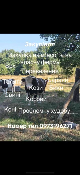 Послуги перевезення тварин с/г призначення