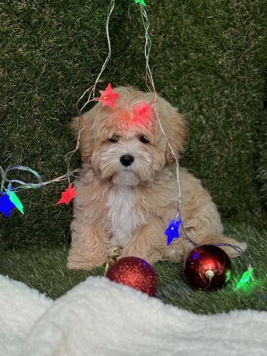 Мальтіпу хдюлопчик батьки чемпіони має паспорт