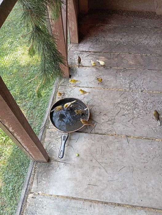 Kanarki miniatura hiszpańska