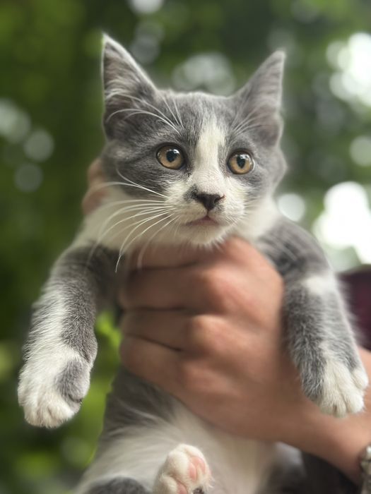 Милые котята ищут дом