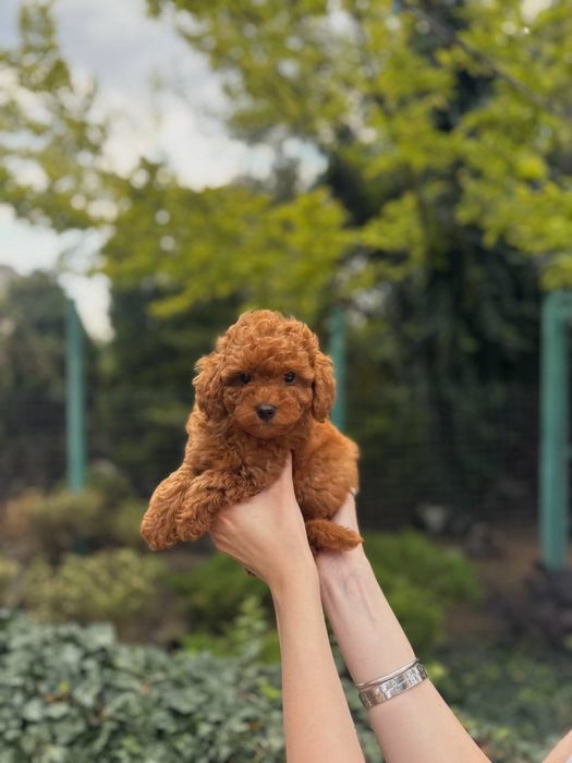 Мальтипу f1, f2 мальтіпу f1 f2 той пудель