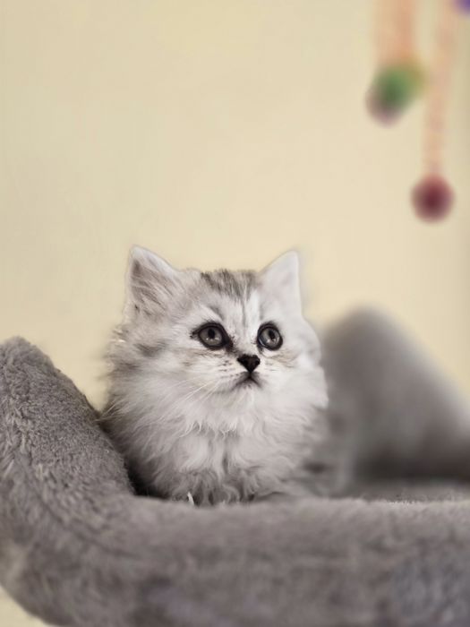 Персидські кошенята.