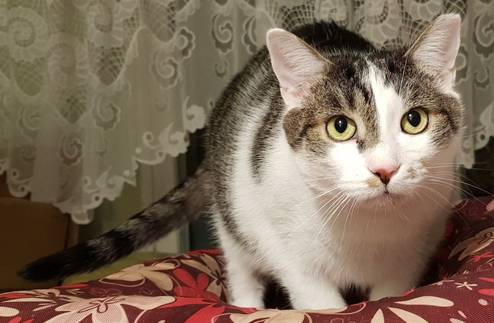 Poznań i okolice - kocurek Bastion (Stefanek) szuka domu