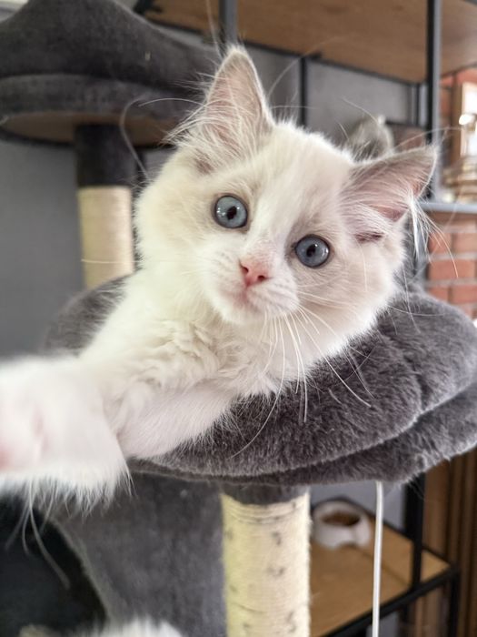 Rasowy ragdoll z rodowodem FPL dziewczynka