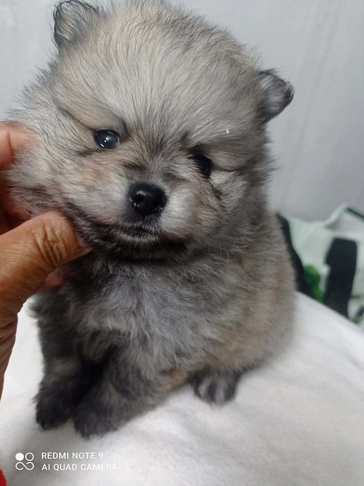 Spitz Alemão Anão ou Lulu da Pomerânia