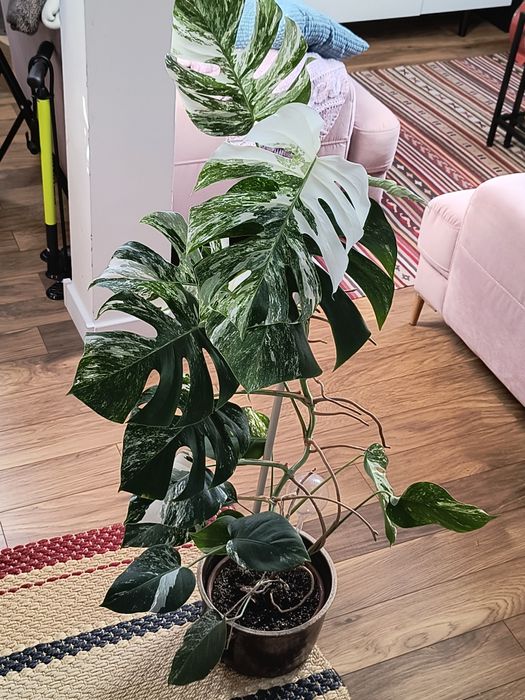 Zdrowa i duża Monstera