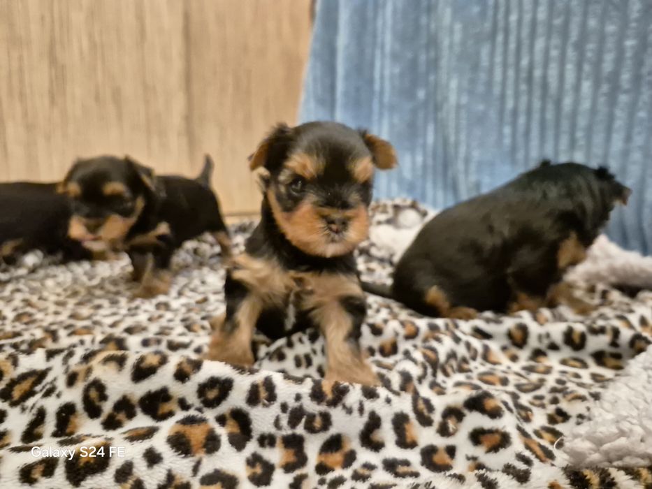 Yorkshire terier  sunia