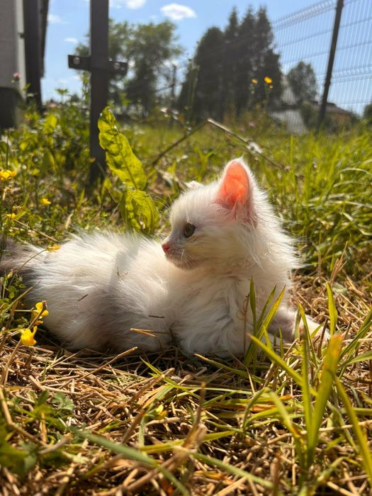 Mały kotek do adopcji. Za darmo. Oddam kota