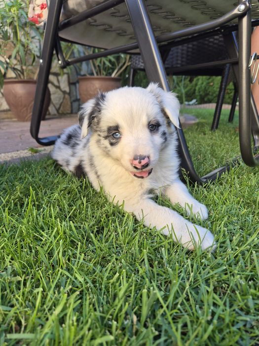 Piesek Border Collie