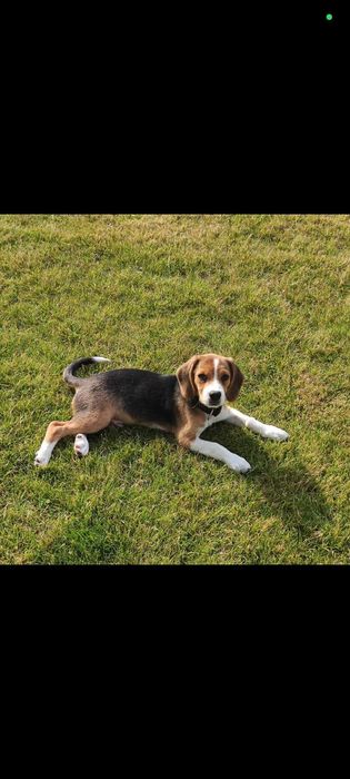 Oddam psa typu Beagle