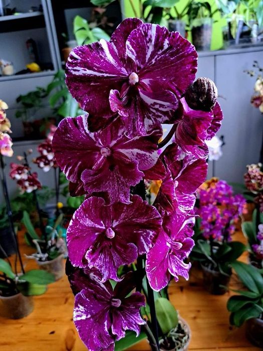 Фаленопсис Шоколад