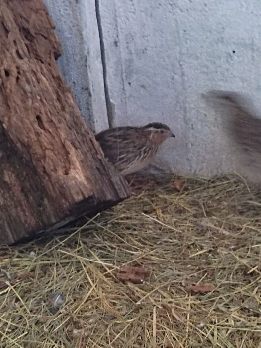 Sprzedam 6 przepiórek