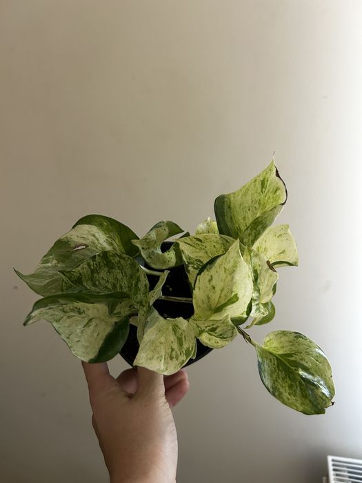 епіпремніум маранта монстера сингоніум кімнатні рослини