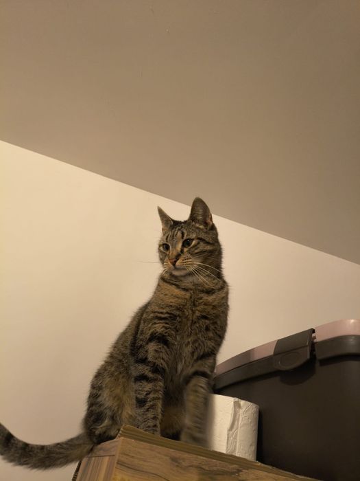 Cudowna kotka Lajla szuka domku